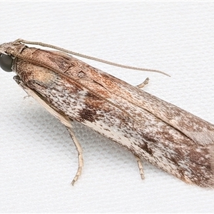 Patagoniodes farinaria (Senecio Blue Stem-borer) at Rosedale, NSW - 19 Feb 2025 by jb2602