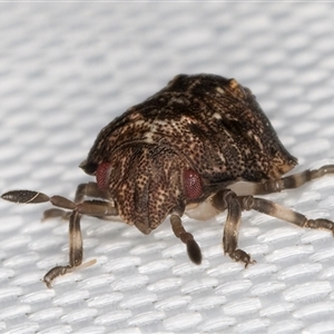 Platycoris sp. (genus) (A Stink Bug) at Melba, ACT - 5 Mar 2025 by kasiaaus