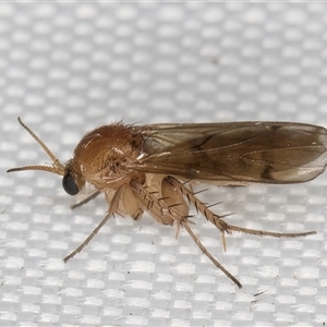 Mycetophila (genus) (A fungus gnat) at Melba, ACT - 5 Mar 2025 by kasiaaus