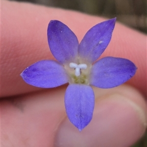 Wahlenbergia luteola (Yellowish Bluebell) at Gunning, NSW - 7 Mar 2025 by clarehoneydove