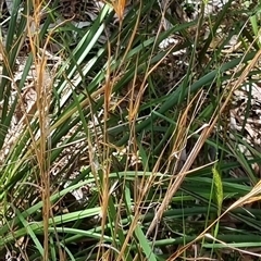 Andropogon virginicus (Whiskey Grass) at Copmanhurst, NSW - 22 Oct 2024 by MazzV