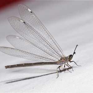 Myrmeleon acer (Myrmeleon Antlion Lacewing) by DianneClarke