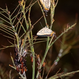 Jalmenus evagoras (Imperial Hairstreak) at Penrose, NSW - 8 Mar 2025 by Aussiegall