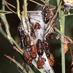 Jalmenus evagoras at Penrose, NSW - 8 Mar 2025 08:31 AM