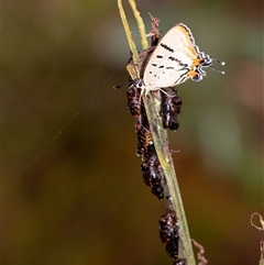 Jalmenus evagoras at Penrose, NSW - 8 Mar 2025 08:31 AM