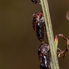 Jalmenus evagoras at Penrose, NSW - 8 Mar 2025 08:31 AM