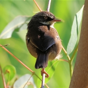 Sericornis frontalis at Bonegilla, VIC - 2 Mar 2025 08:53 AM