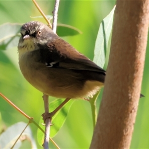 Sericornis frontalis at Bonegilla, VIC - 2 Mar 2025 08:53 AM