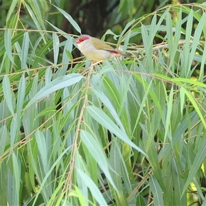 Neochmia temporalis (Red-browed Finch) at Bandiana, VIC - 2 Mar 2025 by KylieWaldon