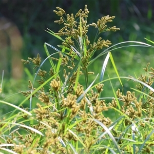 Cyperus exaltatus (Tall Flat-sedge, Giant Sedge) at Bandiana, VIC - 2 Mar 2025 by KylieWaldon