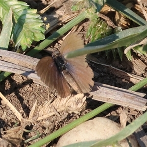 Unidentified Blue or Copper (Lycaenidae) at Bandiana, VIC - 2 Mar 2025 by KylieWaldon