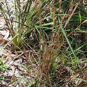 Andropogon virginicus at Copmanhurst, NSW - suppressed