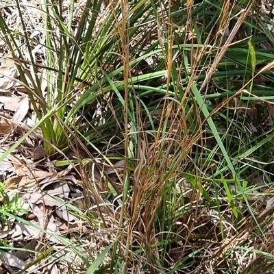 Andropogon virginicus (Whiskey Grass) by MazzV