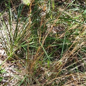 Andropogon virginicus at Copmanhurst, NSW - suppressed
