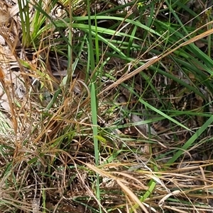 Andropogon virginicus at Copmanhurst, NSW - suppressed