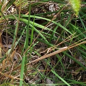 Andropogon virginicus at Copmanhurst, NSW - suppressed