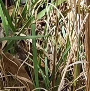 Andropogon virginicus at Copmanhurst, NSW - suppressed