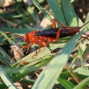 Lissopimpla excelsa (Orchid dupe wasp, Dusky-winged Ichneumonid) at Killara, VIC - 2 Mar 2025 by KylieWaldon