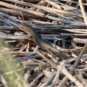 Lampropholis sp. (Grass Skink) at Killara, VIC - 2 Mar 2025 by KylieWaldon