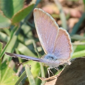 Zizina otis (Common Grass-Blue) at Killara, VIC - 2 Mar 2025 by KylieWaldon