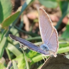 Zizina otis at Killara, VIC - 2 Mar 2025 09:17 AM