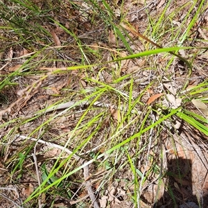 Lepidosperma sp. (A Sword Sedge) at Copmanhurst, NSW - 22 Oct 2024 by MazzV