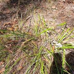 Lepidosperma sp. at suppressed - suppressed