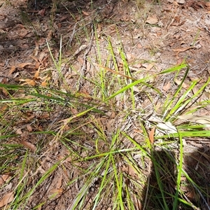 Lepidosperma sp. at suppressed - suppressed