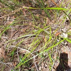 Lepidosperma sp. at suppressed - suppressed