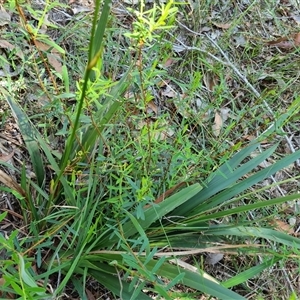 Dianella caerulea (Common Flax Lily) at Copmanhurst, NSW - 22 Oct 2024 by MazzV