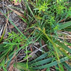 Dianella caerulea at suppressed - suppressed