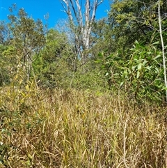 Imperata cylindrica (Blady Grass) at Copmanhurst, NSW - 22 Oct 2024 by MazzV