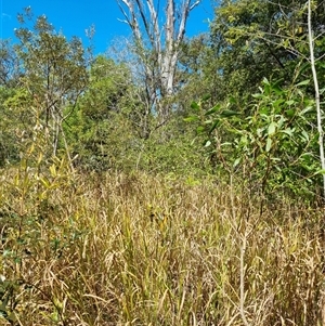 Imperata cylindrica at Copmanhurst, NSW - suppressed