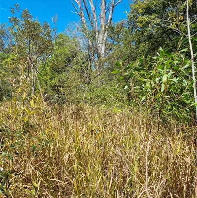 Imperata cylindrica (Blady Grass) at Copmanhurst, NSW - 22 Oct 2024 by MazzV