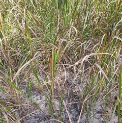 Imperata cylindrica at Copmanhurst, NSW - suppressed