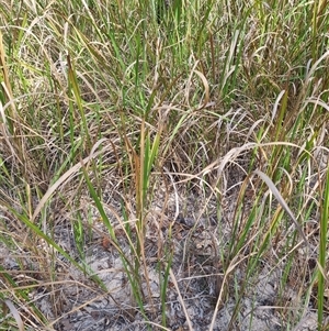 Imperata cylindrica at Copmanhurst, NSW - suppressed