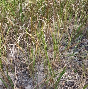 Imperata cylindrica at Copmanhurst, NSW - suppressed