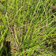 Imperata cylindrica at Copmanhurst, NSW - suppressed