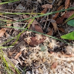 Lomandra multiflora (Many-flowered Matrush) at Copmanhurst, NSW - 22 Oct 2024 by MazzV