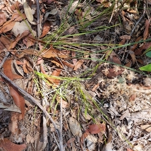 Lomandra multiflora at Copmanhurst, NSW - suppressed