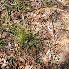 Dichelachne sp. (Plume Grasses) at Copmanhurst, NSW - 22 Oct 2024 by MazzV