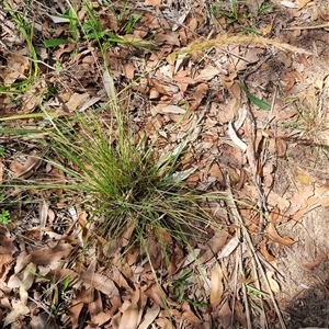 Dichelachne sp. at Copmanhurst, NSW - suppressed