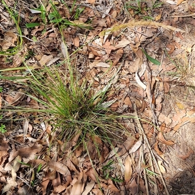 Dichelachne sp. (Plume Grasses) at Copmanhurst, NSW - 22 Oct 2024 by MazzV