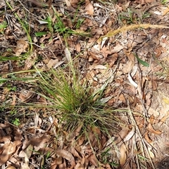 Dichelachne sp. at Copmanhurst, NSW - suppressed