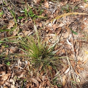 Dichelachne sp. at Copmanhurst, NSW - suppressed