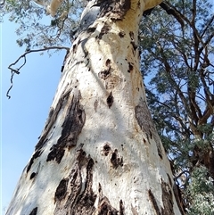 Unidentified Plant at Ghan, NT - 2 Mar 2025 by Mcgrata