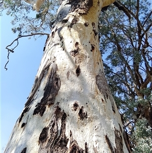 Eucalyptus camaldulensis at suppressed - suppressed