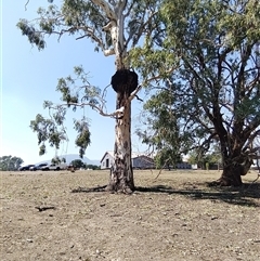 Eucalyptus camaldulensis at suppressed - suppressed