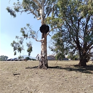 Eucalyptus camaldulensis at suppressed - suppressed