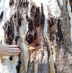 Eucalyptus camaldulensis at suppressed - suppressed